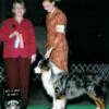 Jan '08   Oshkosh KC show ... BEST of WINNERS, BEST of BREED  3pt major