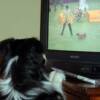 Leah watching Westminster Dog Show on TV