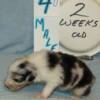 2 wks old   2-lbs  1-oz