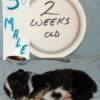 2 wks old   1-lb  14-oz