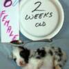 2 wks old     1-lb  12-oz